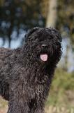 BOUVIER DES FLANDRES 317